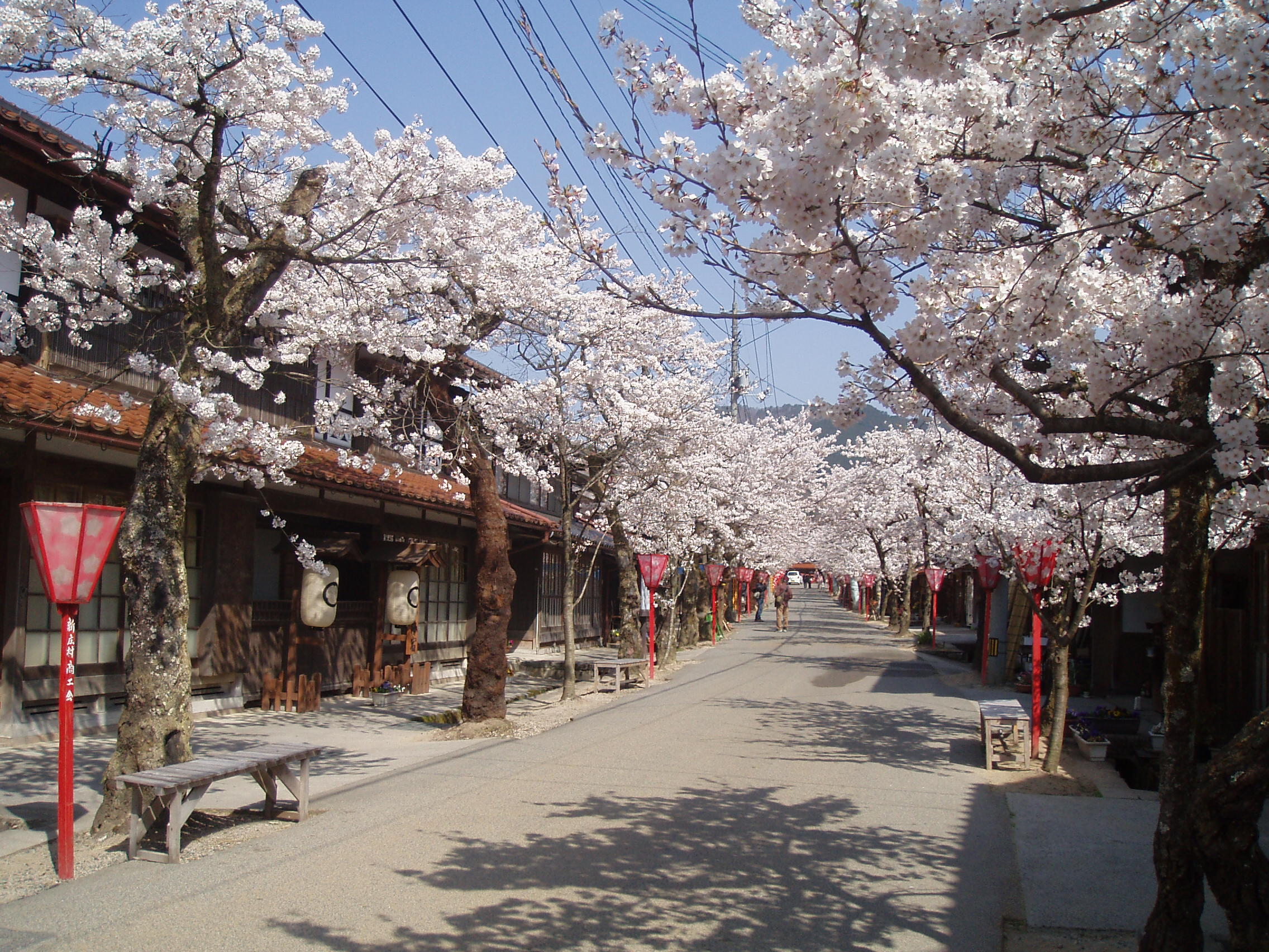 20160831gaisensakura.jpg